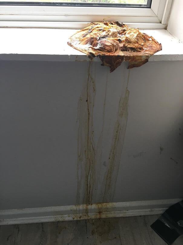 When Your Roommate Refuses To Get Rid Of The Pumpkin From Last Halloween