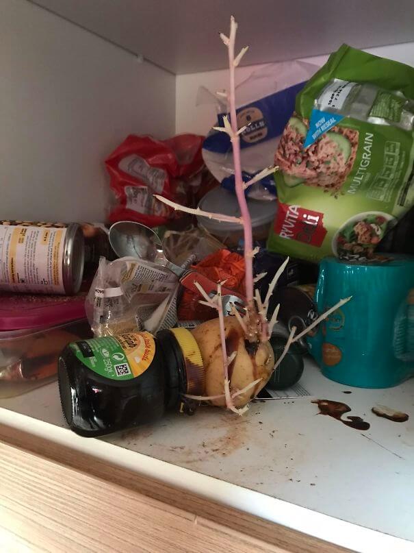 The Potato Was In The Cabinet For So Long That It Sprouted