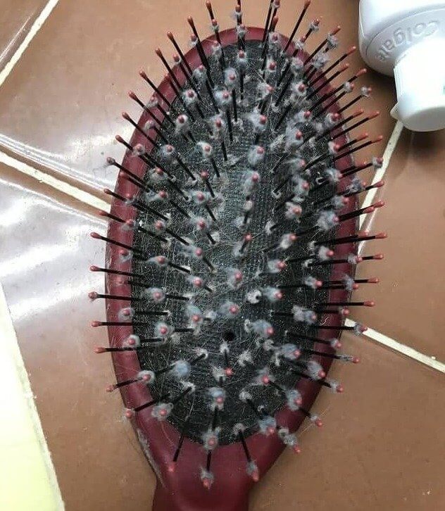 How Often - And How Exactly - Should You Clean Your Hairbrush?