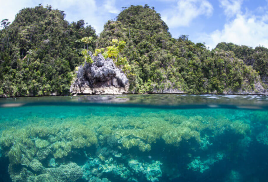 Estes são os 10 países mais biodiversos do planeta