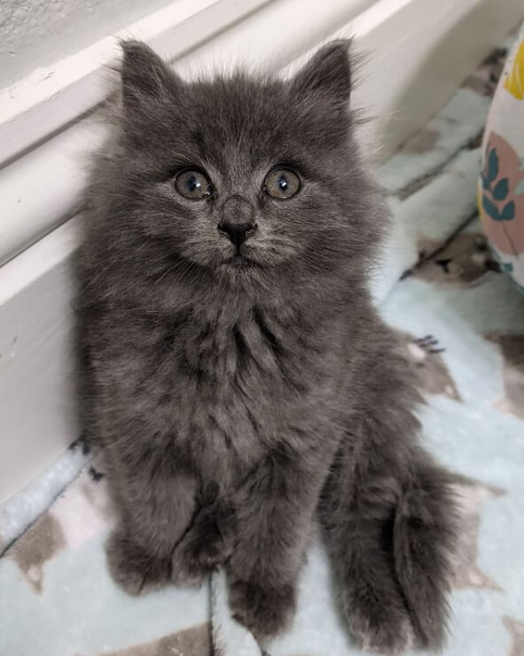 O gato não foi realmente atropelado por um carro