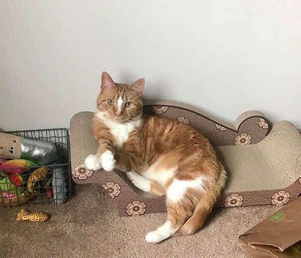 Ce chat désapprouve tes actions