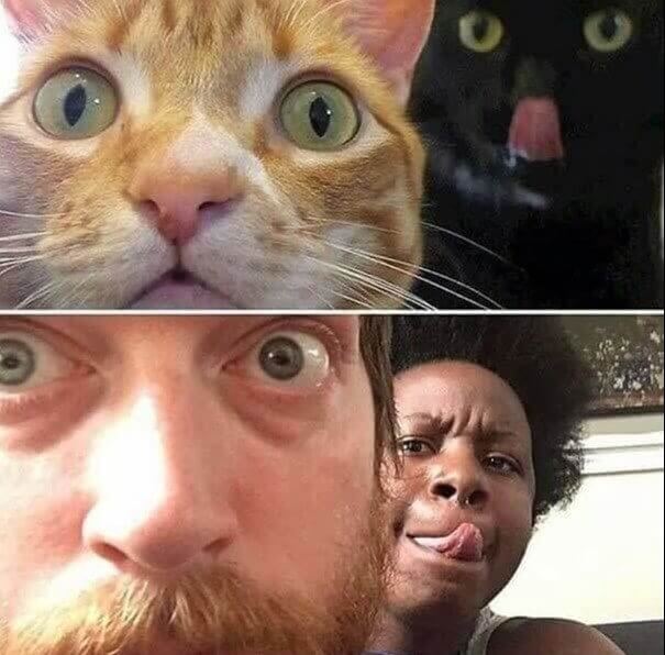 Quand les chats correspondent à leurs propriétaires
