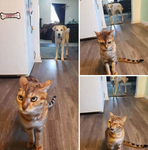 "Maman, le chien a mangé toute ma nourriture"