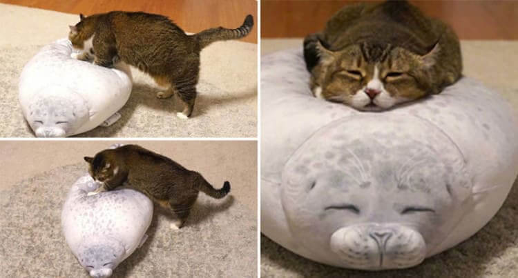 Quand le chat fait son lit
