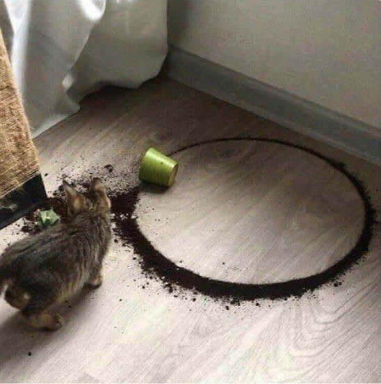 Encore un pot de fleurs que le chat a renversé