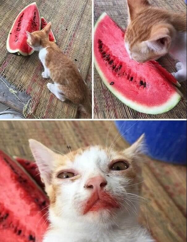 Rouge à lèvres à la pastèque pour les chats