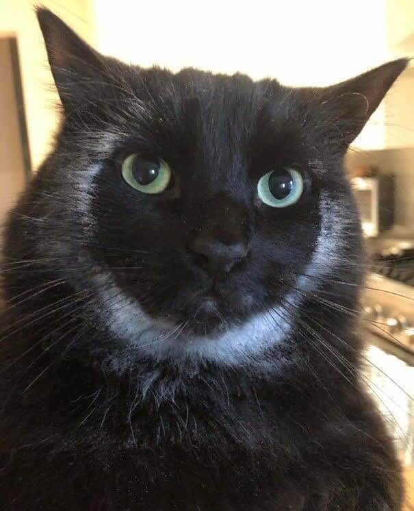 Le chat à la moustache de farine
