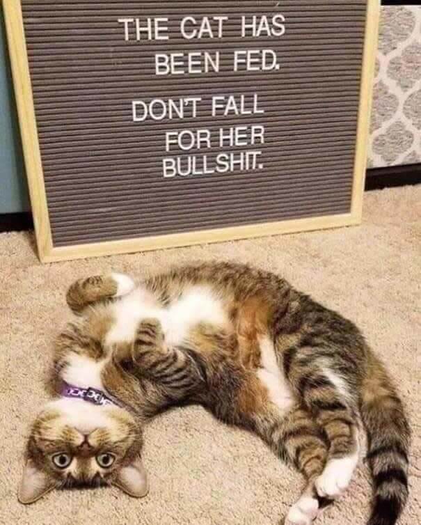 Ne te laisse pas séduire par les yeux du chaton
