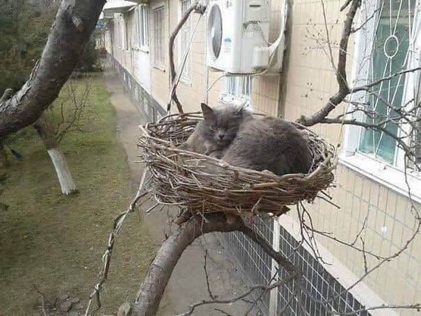 Quand le chat se prend pour un oiseau