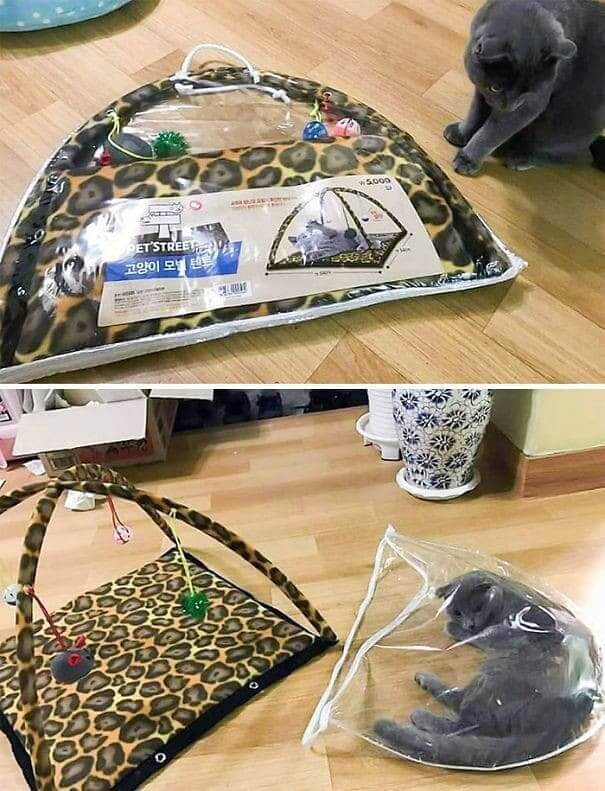 Quand ils préfèrent un sac en plastique à un nouveau jouet