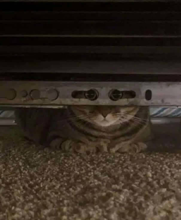 Quand le chat a trouvé ses propres jumelles