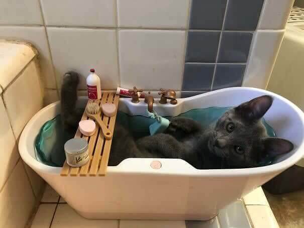 Certains chats aiment vraiment prendre un bain