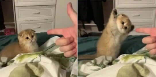 Apprendre un tour à un chat