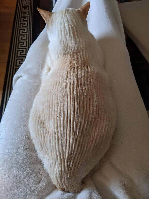 Est-ce un chat ou un jardin zen ?
