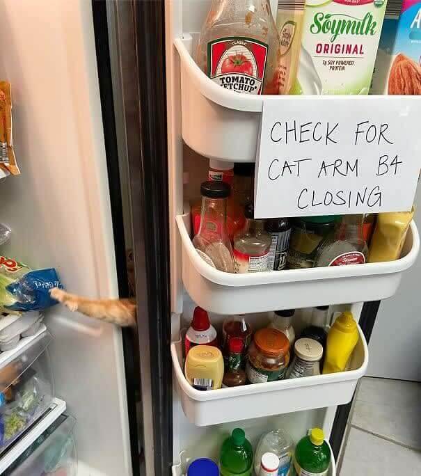 Vérifie toujours le bras du chat avant de fermer.