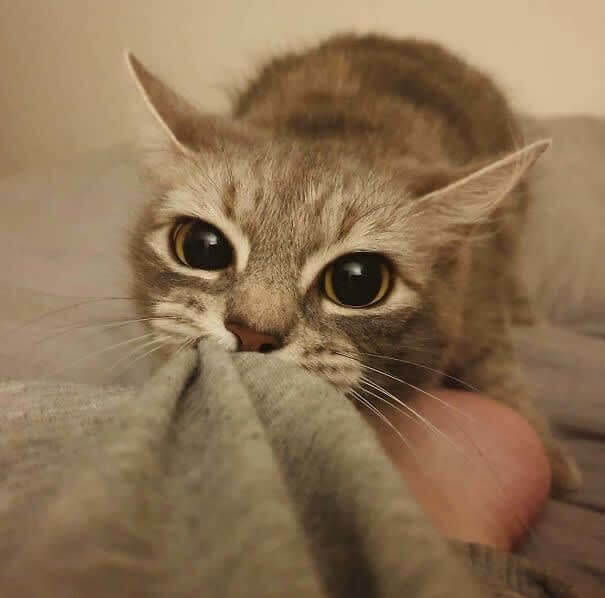 Le réveil du chaton