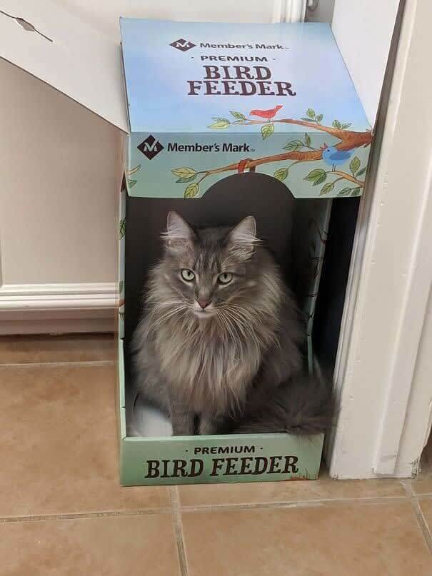 Est-ce un chat ou une mangeoire d'oiseaux ?