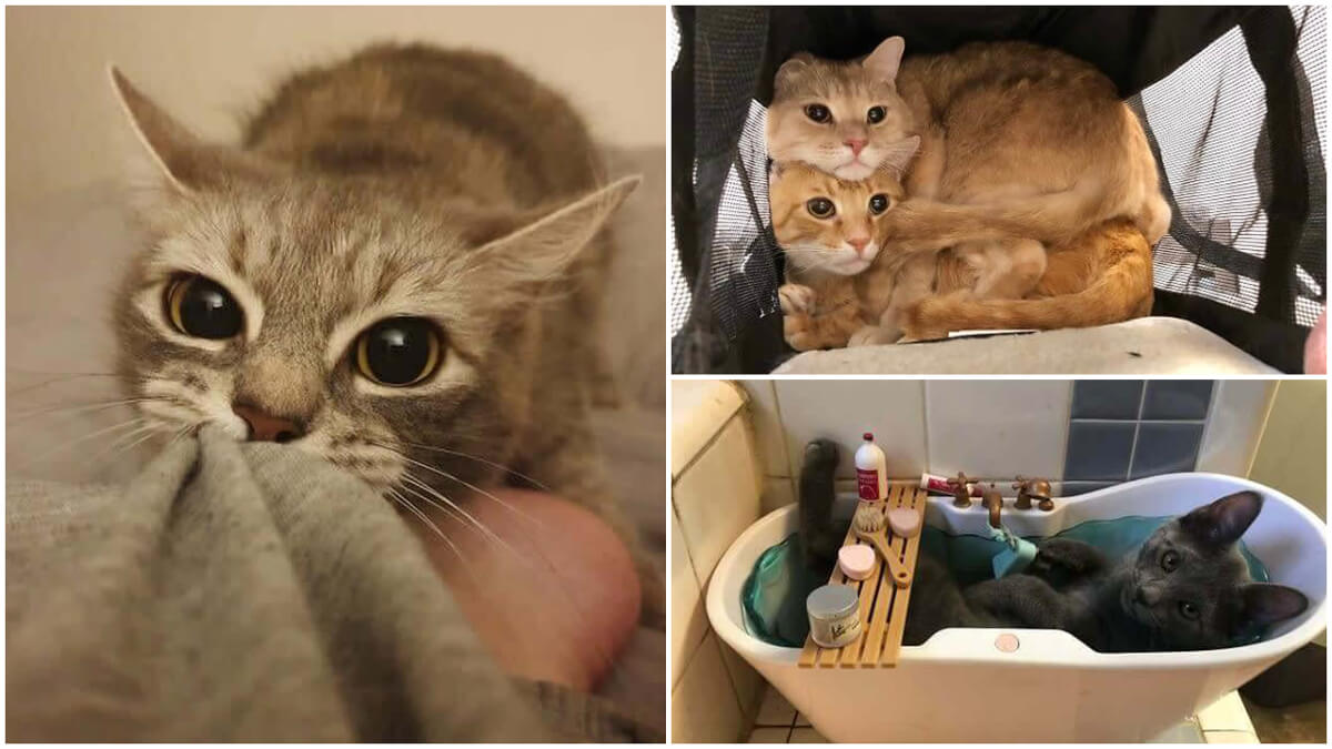 Photo Proof That Cats Actually Are the Ones That Rule the World ...