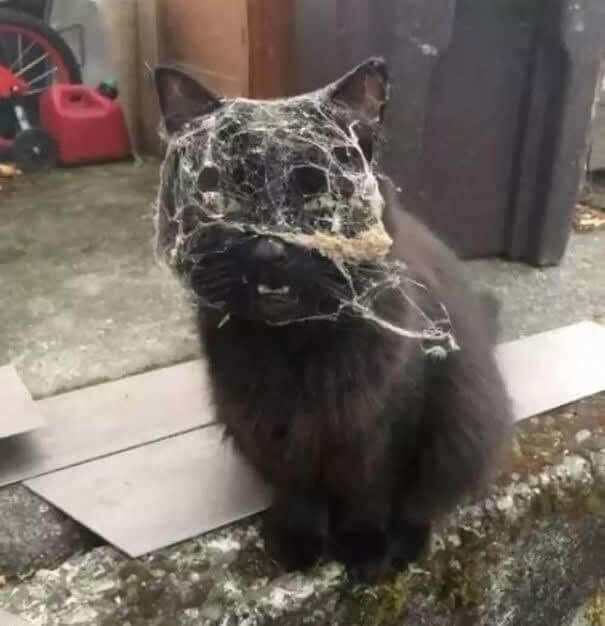 Un chat contre une toile d'araignée