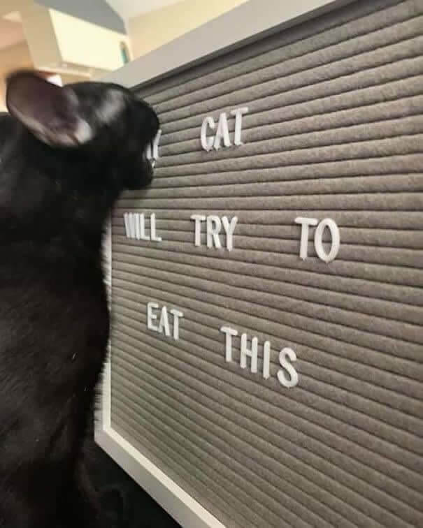 Quand le chat mange n'importe quoi