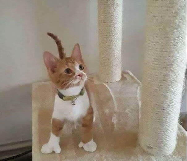 Le chat qui a des pouces semblables à ceux d'un humain