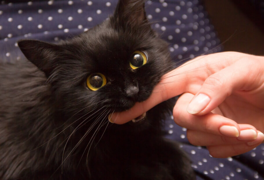 Photo Proof That Cats Actually Are the Ones That Rule the World