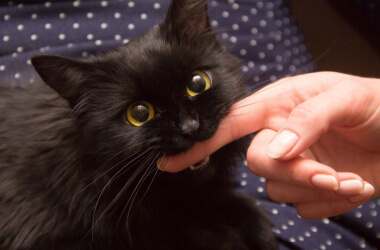 Foto Che Dimostrano Che I Gatti Sono I Veri Padroni Del Mondo