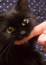 La preuve par la photo que les chats sont vraiment ceux qui dirigent le monde