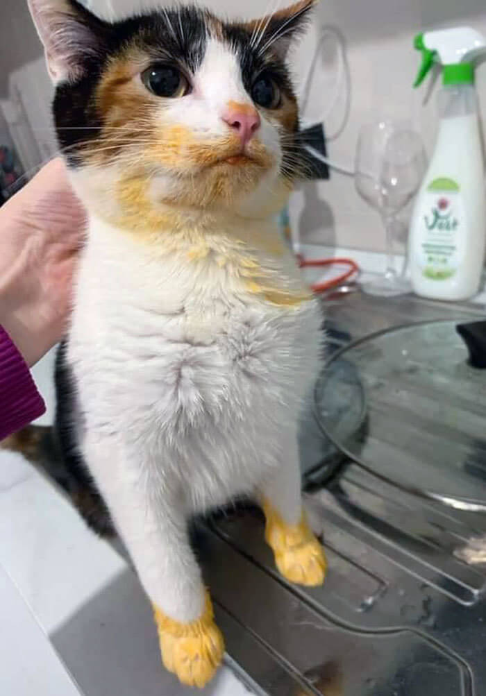 Like Butter (Chicken) Wouldn't Melt