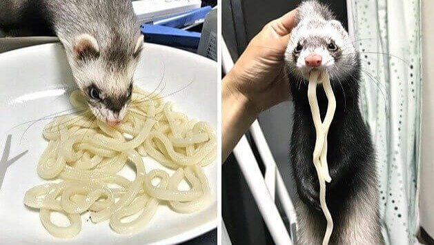A Noodle Eating a Noodle