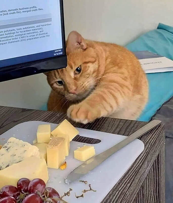 Time to Pay the Cheese Tax