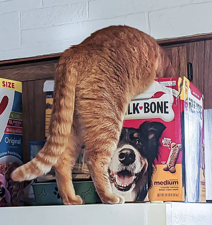 That's a Funny Looking Dog