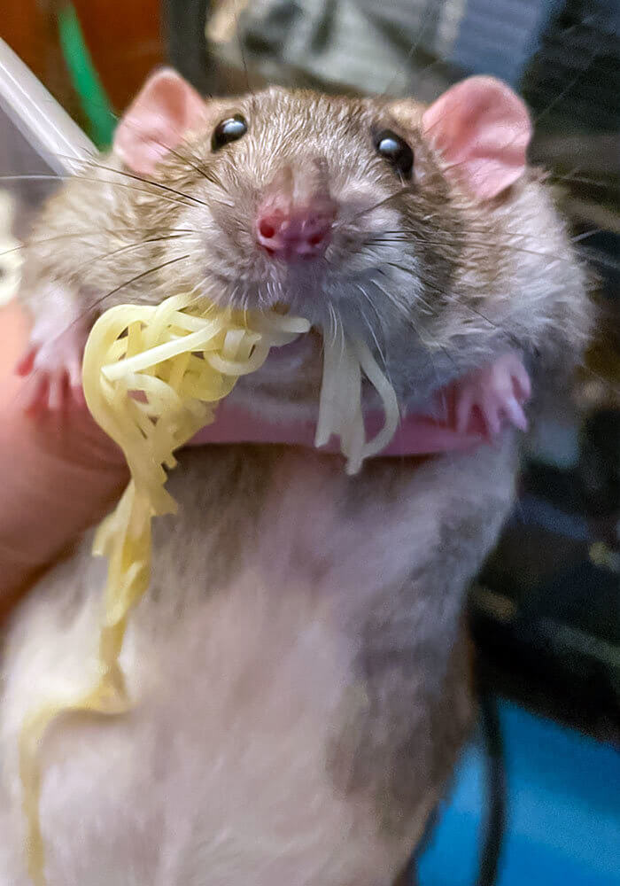 A Real-Life Ratatouille