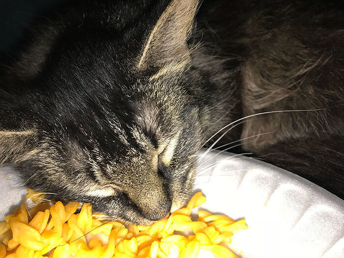 Falling Asleep on the Job