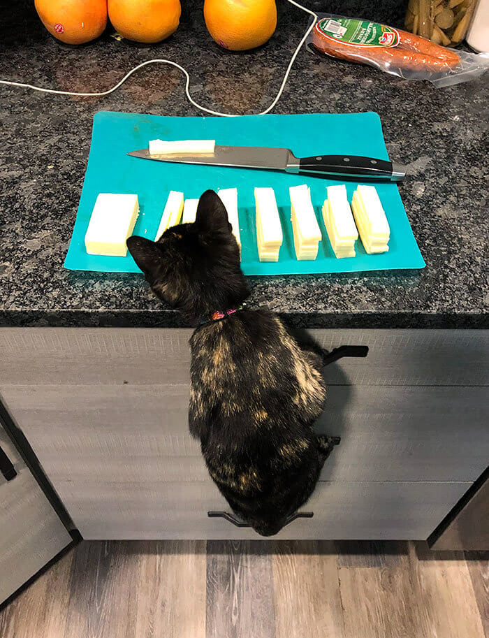 A Clever Little Kitty