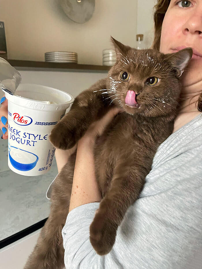 The Cat That Got the Cream