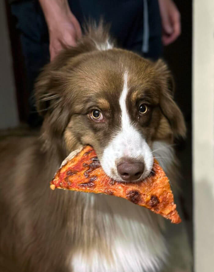 The Pizza Thief