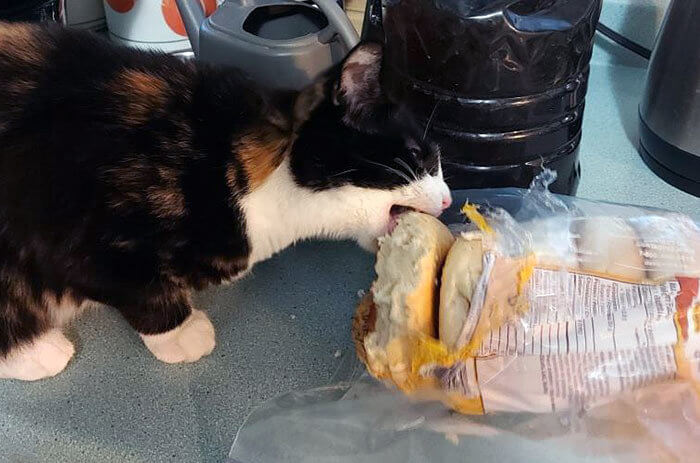 Carb-Craving Criminal