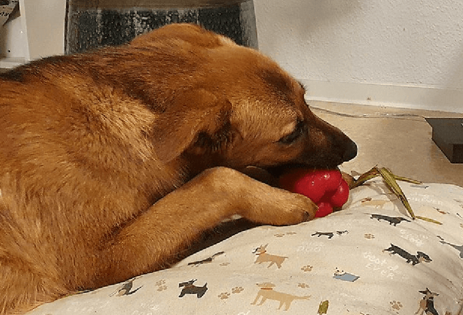 Funny Pets That Tried to Steal Their Owner's Food but Weren't Succesful