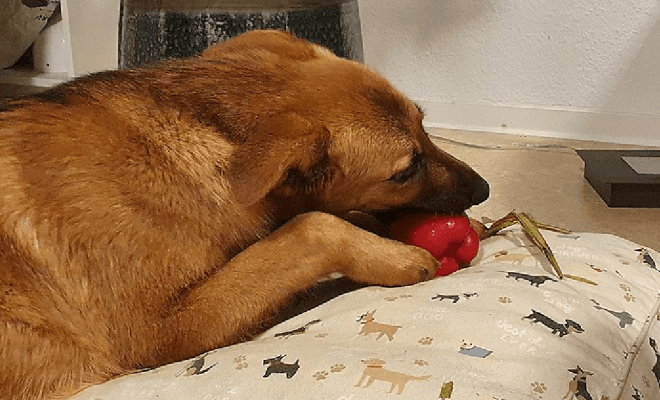 Funny Pets That Tried to Steal Their Owner's Food but Weren't Succesful