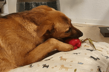 Funny Pets That Tried to Steal Their Owner's Food but Weren't Succesful