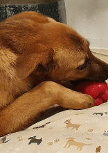 Funny Pets That Tried to Steal Their Owner's Food but Weren't Succesful