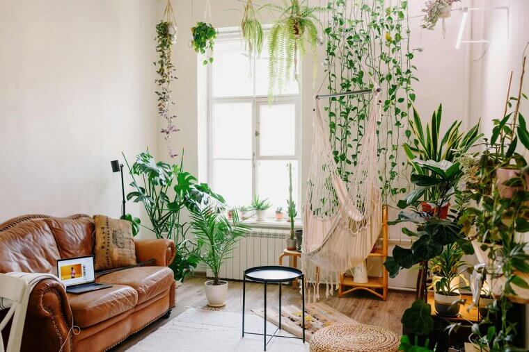 Indoor Plants