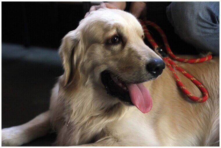 They Lick Their Lips Excessively