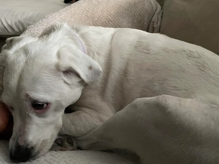 They Flatten Their Ears