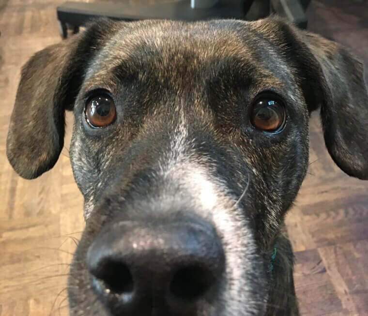 They Watch Your Every Move