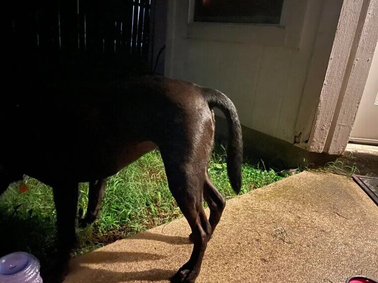 They Stop Wagging Their Tail