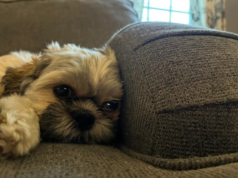 They Whine Around You