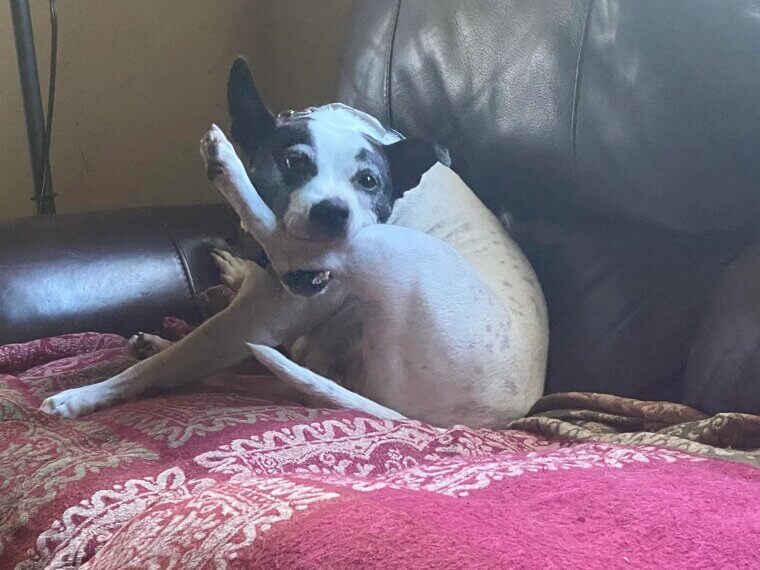 They Attempt to Bite